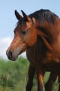 Arabian horse