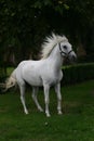 Arabian horse Royalty Free Stock Photo