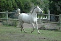 Arabian horse