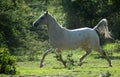 Arabian horse Royalty Free Stock Photo