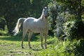 Arabian horse Royalty Free Stock Photo