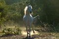 Arabian Horse Royalty Free Stock Photo