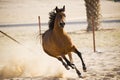 Arabian Horse Royalty Free Stock Photo