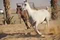 Arabian horse Royalty Free Stock Photo