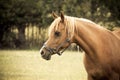 Arabian horse Royalty Free Stock Photo