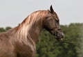 Arabian horse Royalty Free Stock Photo