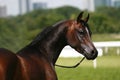 Arabian horse Royalty Free Stock Photo