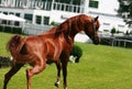 Arabian horse Royalty Free Stock Photo