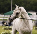 Arabian horse Royalty Free Stock Photo