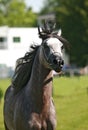 Arabian horse Royalty Free Stock Photo