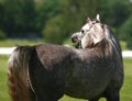 Arabian horse Royalty Free Stock Photo