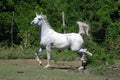 Arabian horse Royalty Free Stock Photo