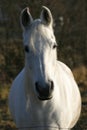 Arabian horse Royalty Free Stock Photo