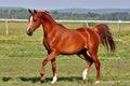 Arabian Horse