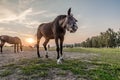 Arabian horse being curious Royalty Free Stock Photo