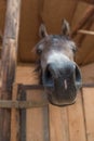 Arabian horse being curious Royalty Free Stock Photo