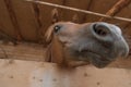 Arabian horse being curious Royalty Free Stock Photo