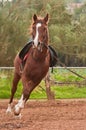 Arabian horse Royalty Free Stock Photo