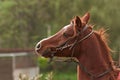 Arabian horse Royalty Free Stock Photo