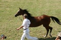 Arabian horse championship