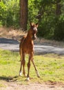 Arabian horse colt standing in a green field with a curious expression on his face and a road and some trees in the background Royalty Free Stock Photo