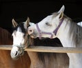 Arabian horse at the corral door Royalty Free Stock Photo