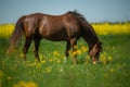 Arabian horse on a dandelion meadow