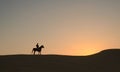 Arabian Horse in desert at sunset, Dubai