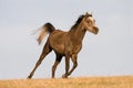 Arabian horse enjoys running on meadow