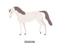 Arabian horse flat vector illustration. Beautiful equine, thoroughbred palfrey, saddle-horse. Hoss breeding, equestrian