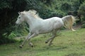 Arabian horse galloping