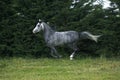 Arabian Horse Galloping Royalty Free Stock Photo