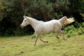 Arabian horse galloping down