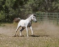 Arabian Horse Galloping Free in a Pasture Royalty Free Stock Photo
