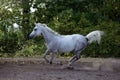 Arabian horse - galloping on paddock Royalty Free Stock Photo