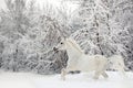 Arabian horse - galloping on winter woods Royalty Free Stock Photo