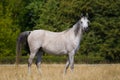 Arabian horse Royalty Free Stock Photo