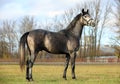 Arabian Horse. Gray stallion in autumn paddock.
