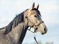 Arabian Horse Gray stallion with halter in sky background