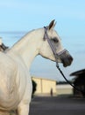 Arabian Horse. Gray stallion in a paddock Royalty Free Stock Photo