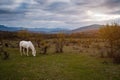 Arabian horse graze on a pasture at sunset in the sunbeams Royalty Free Stock Photo