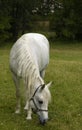 Arabian horse grazing Royalty Free Stock Photo