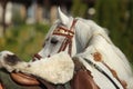 Grey arabian horse with traditional tack and saddle