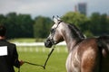 Arabian horse and handler Royalty Free Stock Photo