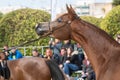 Arabian horse head in a contest