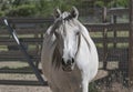 Arabian Horse Head Portrait Front View Royalty Free Stock Photo