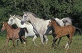 Arabian Horse, Herd with Mares and Foals Royalty Free Stock Photo