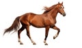 Arabian horse isolated on transparent background. Side view. 3D illustration. Royalty Free Stock Photo