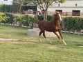 Arabian Horse JAAN Royalty Free Stock Photo
