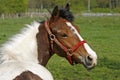 Arabian horse in Lower Saxony, Germany